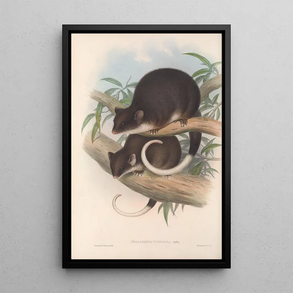 Les mammifères d'Australie Pl019 - John Gould — framed artwork on a wall