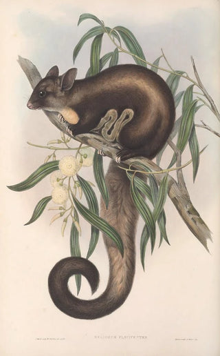 The mammals of Australia Pl021 - John Gould — artwork view