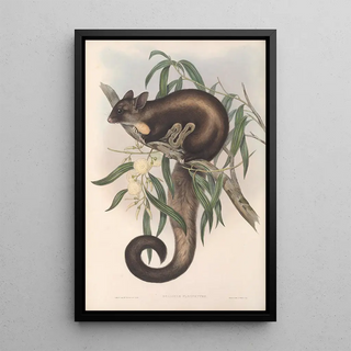 The mammals of Australia Pl021 - John Gould — framed artwork on a wall