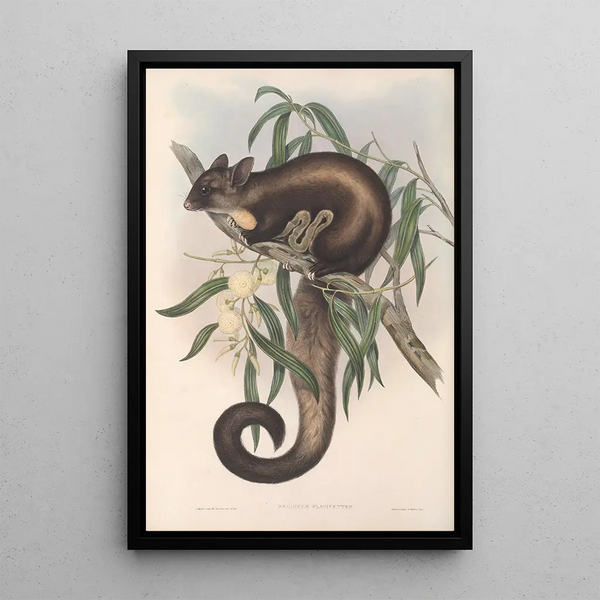 The mammals of Australia Pl021 - John Gould — framed artwork on a wall
