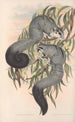 Les mammifères d'Australie Pl022 - John Gould — artwork view