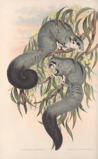 Les mammifères d'Australie Pl022 - John Gould — artwork view