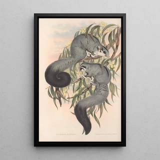 Les mammifères d'Australie Pl022 - John Gould — framed artwork on a wall