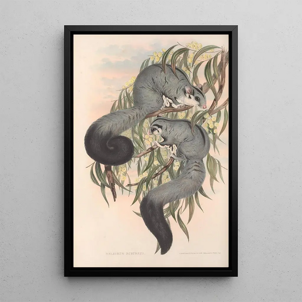 Les mammifères d'Australie Pl022 - John Gould — framed artwork on a wall