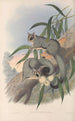 Les mammifères d'Australie Pl023 - John Gould — artwork view