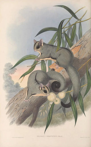 Les mammifères d'Australie Pl023 - John Gould — artwork view