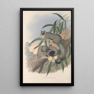 Les mammifères d'Australie Pl023 - John Gould — framed artwork on a wall