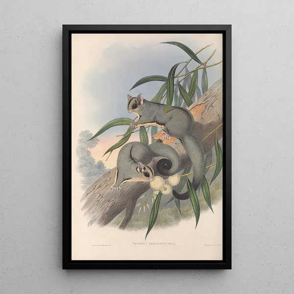 Les mammifères d'Australie Pl023 - John Gould — framed artwork on a wall
