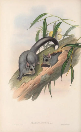 The mammals of Australia Pl024 - John Gould — artwork view