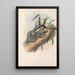 The mammals of Australia Pl024 - John Gould — framed artwork on a wall