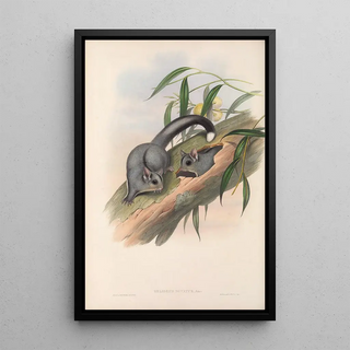 The mammals of Australia Pl024 - John Gould — framed artwork on a wall