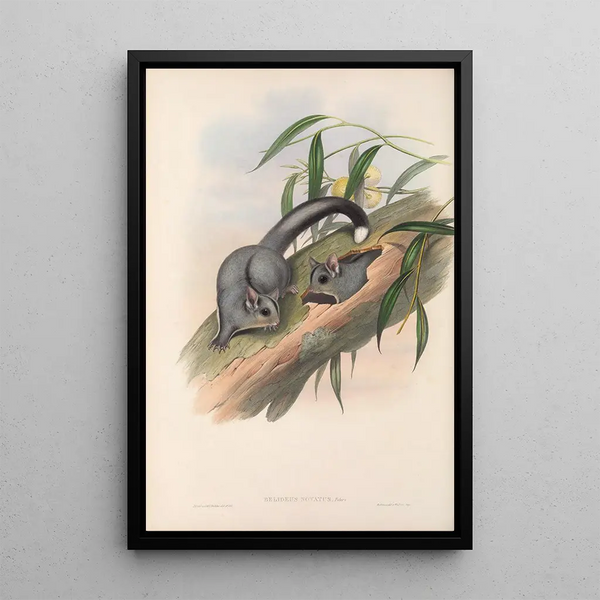 The mammals of Australia Pl024 - John Gould — framed artwork on a wall