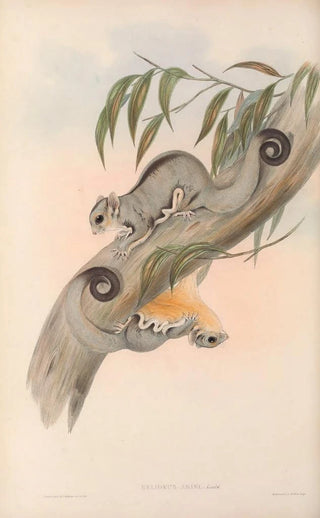 The Mammals of Australia Pl025 - John Gould — artwork view