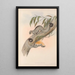 The Mammals of Australia Pl025 - John Gould — framed artwork on a wall