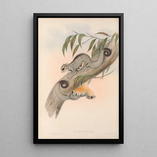 The Mammals of Australia Pl025 - John Gould — framed artwork on a wall