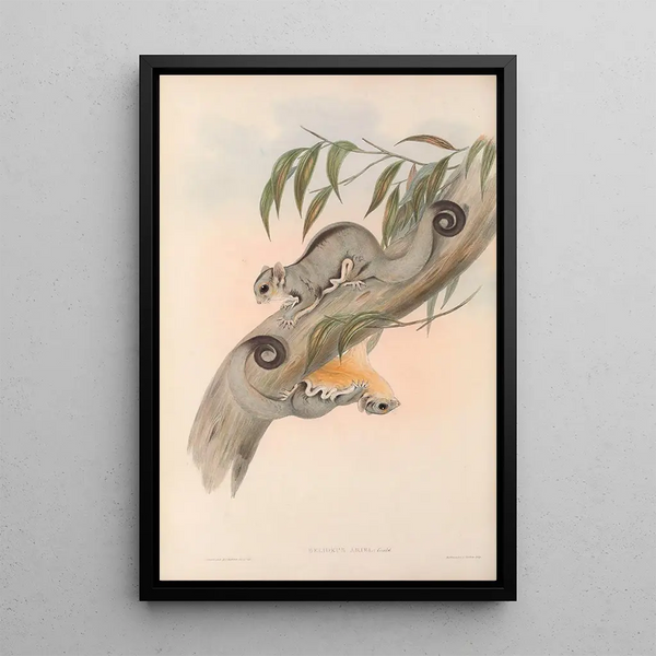 The Mammals of Australia Pl025 - John Gould — framed artwork on a wall