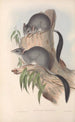 The mammals of Australia Pl026 - John Gould — artwork view