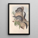 The mammals of Australia Pl026 - John Gould — framed artwork on a wall