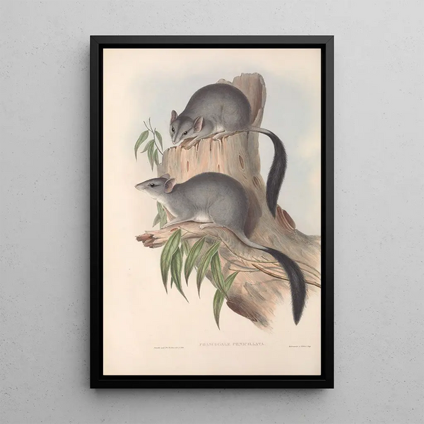 The mammals of Australia Pl026 - John Gould — framed artwork on a wall