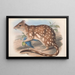 Les mammifères d'Australie Pl028 - John Gould — framed artwork on a wall