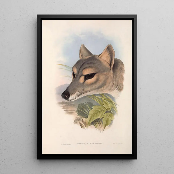 The mammals of Australia Pl031 - John Gould — framed artwork on a wall