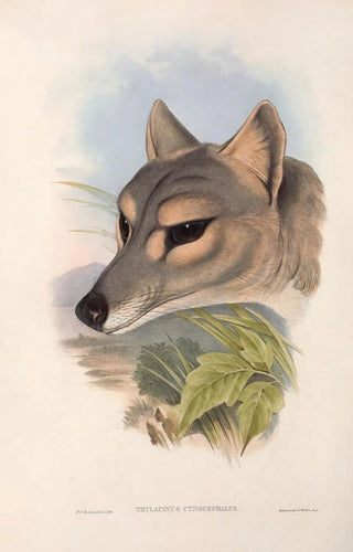The mammals of Australia Pl031 - John Gould — artwork view