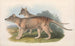 Les mammifères d'Australie, Pl. 032 - John Gould — artwork view