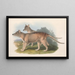 Les mammifères d'Australie, Pl. 032 - John Gould — framed artwork on a wall