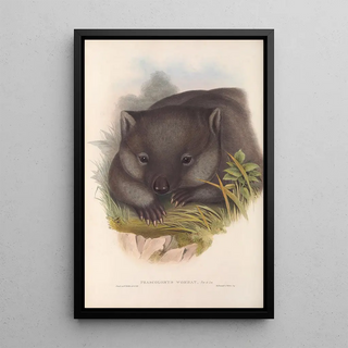 The mammals of Australia Pl033 - John Gould — framed artwork on a wall