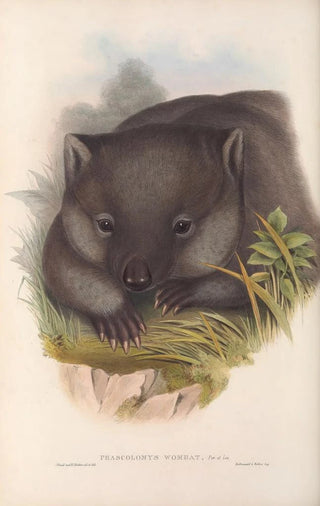 The mammals of Australia Pl033 - John Gould — artwork view