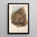 Les mammifères d'Australie Pl034 - John Gould — framed artwork on a wall