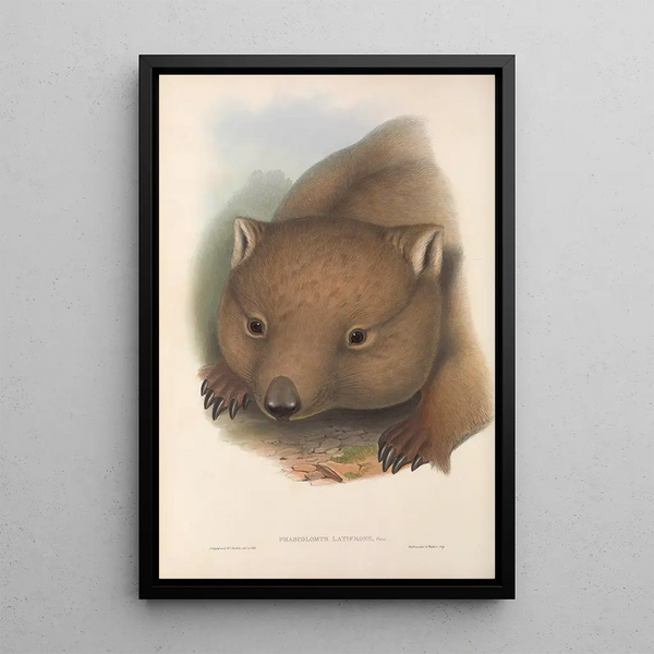 Les mammifères d'Australie Pl034 - John Gould — framed artwork on a wall