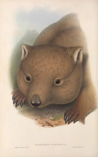 Les mammifères d'Australie Pl034 - John Gould — artwork view