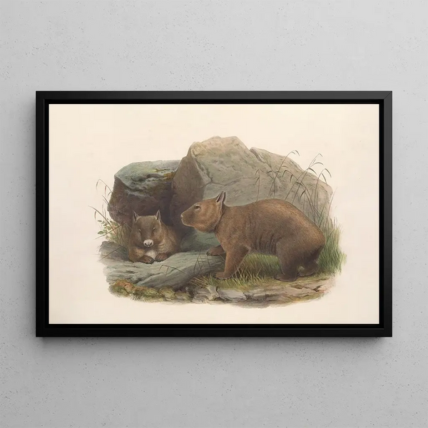 Les Mammifères d'Australie Pl036 - John Gould — framed artwork on a wall