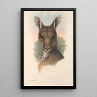 Les mammifères d'Australie Pl037 - John Gould — framed artwork on a wall