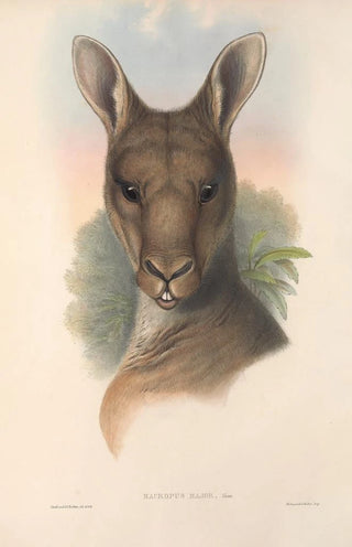 Les mammifères d'Australie Pl037 - John Gould — artwork view