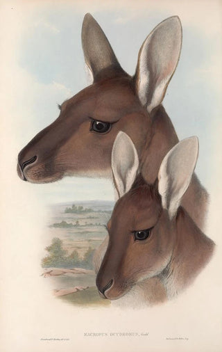 Les mammifères d'Australie Pl039 - John Gould — artwork view
