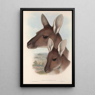 Les mammifères d'Australie Pl039 - John Gould — framed artwork on a wall