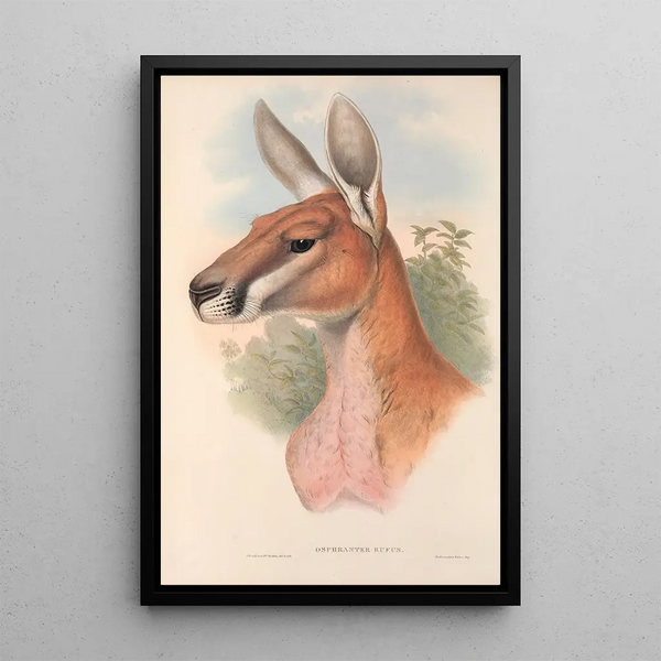 Les mammifères d'Australie Pl042 - John Gould — framed artwork on a wall
