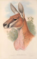 Les mammifères d'Australie Pl042 - John Gould — artwork view
