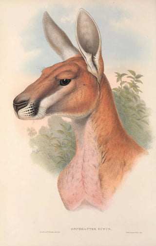 Les mammifères d'Australie Pl042 - John Gould — artwork view