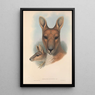 Les mammifères d'Australie Pl044 - John Gould — framed artwork on a wall