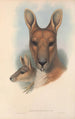 Les mammifères d'Australie Pl044 - John Gould — artwork view