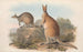 The Mammals of Australia Pl045 - John Gould — artwork view