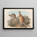 The Mammals of Australia Pl045 - John Gould — framed artwork on a wall