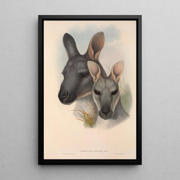 Les mammifères d'Australie Pl046 - John Gould — framed artwork on a wall