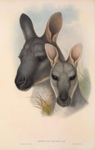 Les mammifères d'Australie Pl046 - John Gould — artwork view