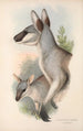 Les mammifères d'Australie Pl048 - John Gould — artwork view