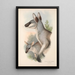 Les mammifères d'Australie Pl048 - John Gould — framed artwork on a wall