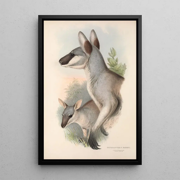 Les mammifères d'Australie Pl048 - John Gould — framed artwork on a wall